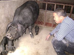 供应纯粮绿色猪肉,老隽头品牌直销_食品、饮料_世界工厂网中国产品信息库